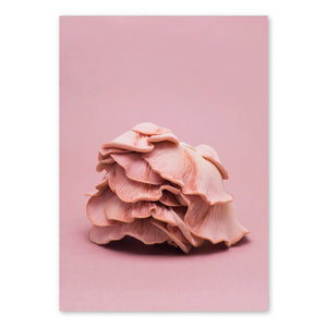Fineart Print - Fungi